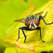 20230806 3436CPw [D~LIP] Graue Fleischfliege (Sarcophaga carnaria), BS