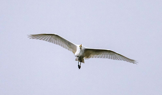 Great white egret