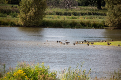 20150910 8710VRTw [D~PB] Ente, Steinhorster Becken, Delbrück