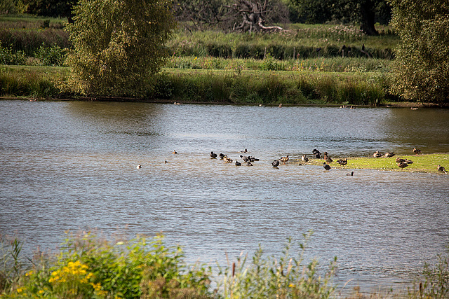 20150910 8710VRTw [D~PB] Ente, Steinhorster Becken, Delbrück