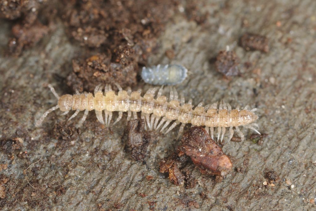 EF7A7524millipede