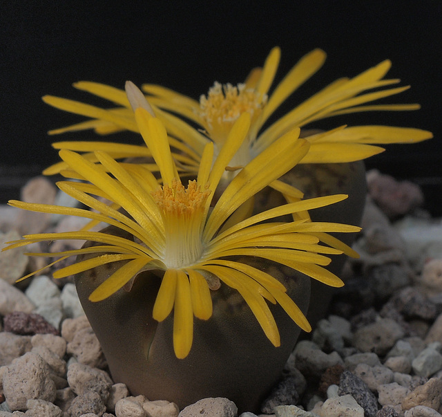 Lithops bromfieldii