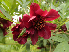 Red Tree Paeony