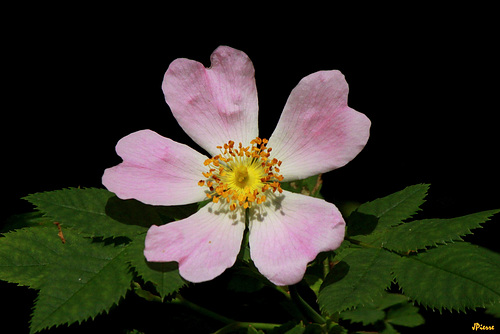 Rose de l'Eglantier