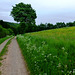 DE - Schleiden - On the Höhentour trail