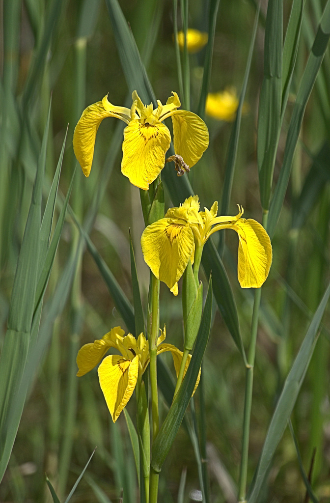 Yellow Flag