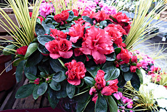 quelques fleurs quelques fleurs
