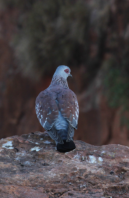 Speckled Pigeon - near the Erar Community Guesthouse