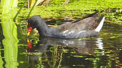 The Pond Moorhens