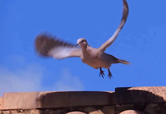 Turtledove