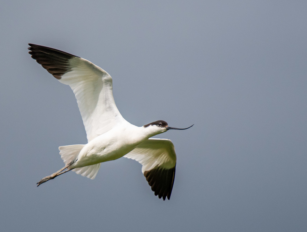 Avocet