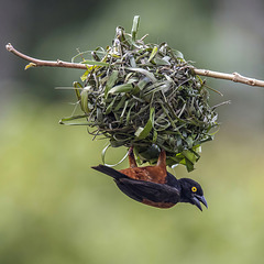 ♂ Tisserin noir au travail du nid (Ploceus nigerrimus castaneofuscus) - Lieu : Kakum National Park (Ghana) - Photo : Charles J. Sharp (2021) - Creative Commons Attribution - Partage aux Mêmes Conditions 4.0 International.