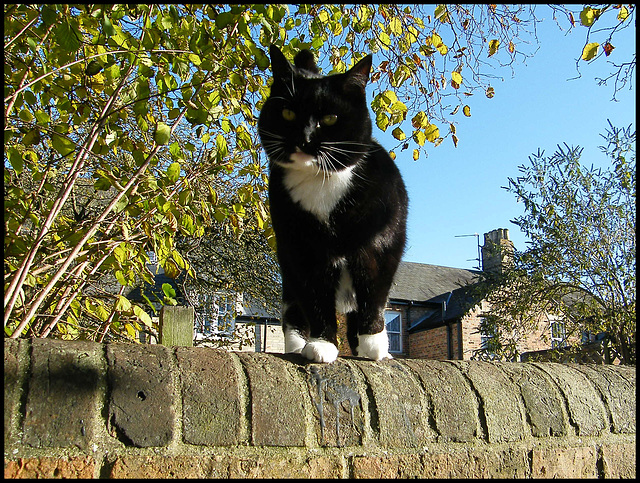 cat on the wall