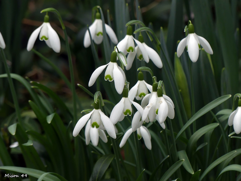 Dans mon jardin