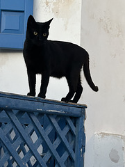 Black cat Thursday.