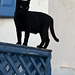 Black cat Thursday.