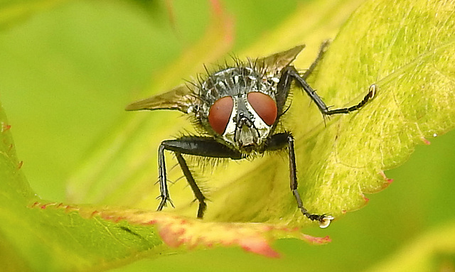20230806 3438CPw [D~LIP] Graue Fleischfliege (Sarcophaga carnaria), BS