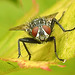20230806 3438CPw [D~LIP] Graue Fleischfliege (Sarcophaga carnaria), BS