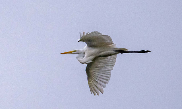 Great white egret