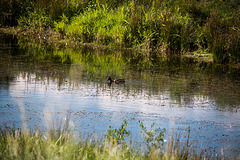 20150910 8711VRTw [D~PB] Ente, Steinhorster Becken, Delbrück