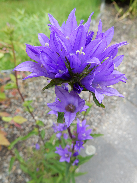 138 Campanula glomerata - die Büschelglockenblume