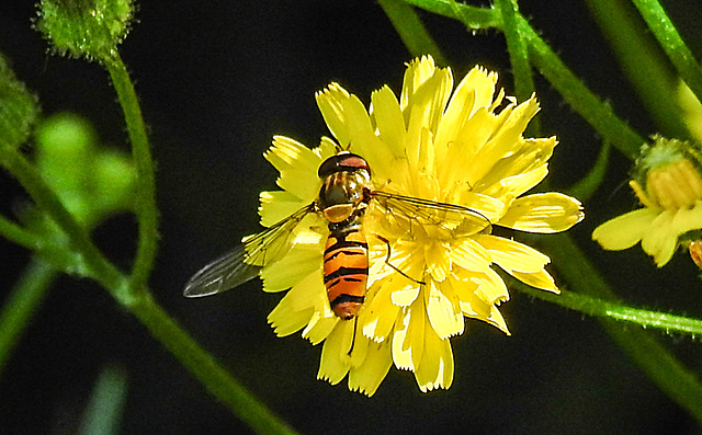 20200623 8906CPw [D~LIP] Habichtskraut (Hieracium lachenalii), Hainschwebfliege [Winterschwebfliege], Bad Salzuflen
