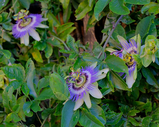 Passion flower