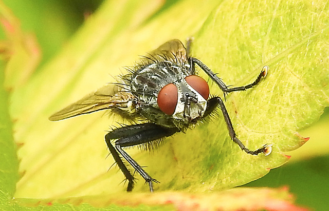 20230806 3445CPw [D~LIP] Graue Fleischfliege (Sarcophaga carnaria), BS