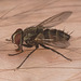 IMG 1038 Fly