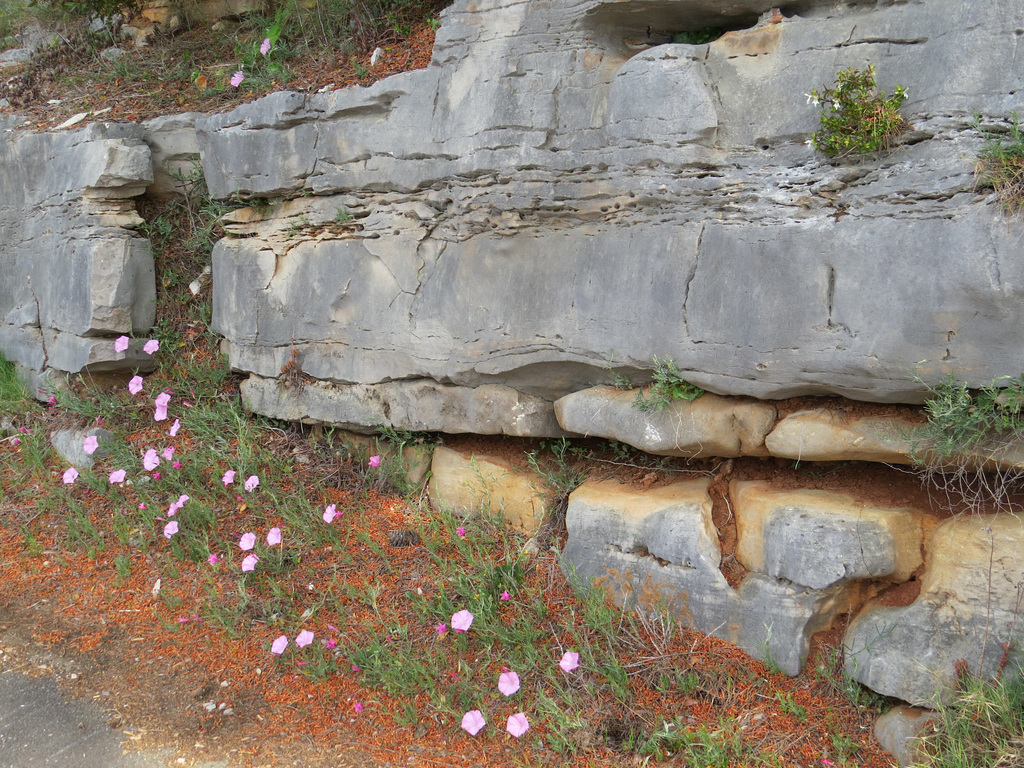 Mljet, flore 2.