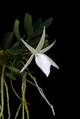 Angraecum didieri