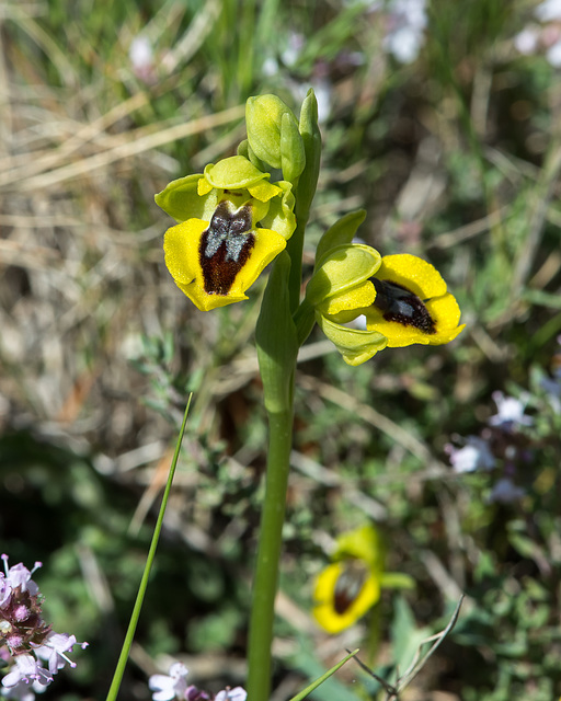 Ophrys lutea - 2015-04-20--D4 DSC0281