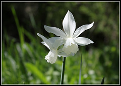 Narcissus triandrus Thalia