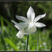 Narcissus triandrus Thalia