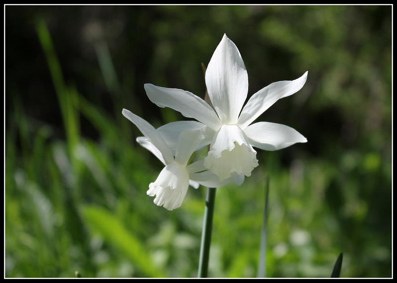 Narcissus triandrus Thalia