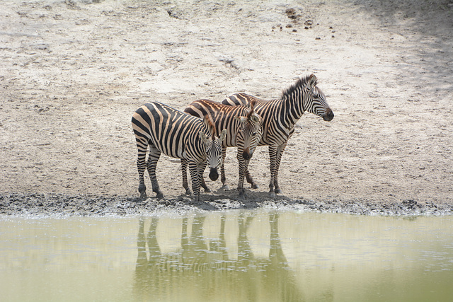 Tarangire, Tree Zebras at the Lake