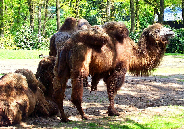 NL - Arnhem - Burgers Zoo