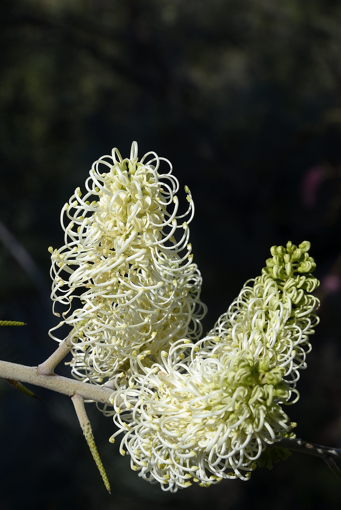 Catkin Grevillea