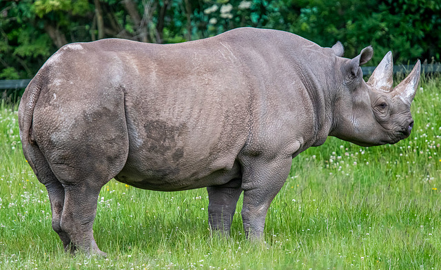 Rhino