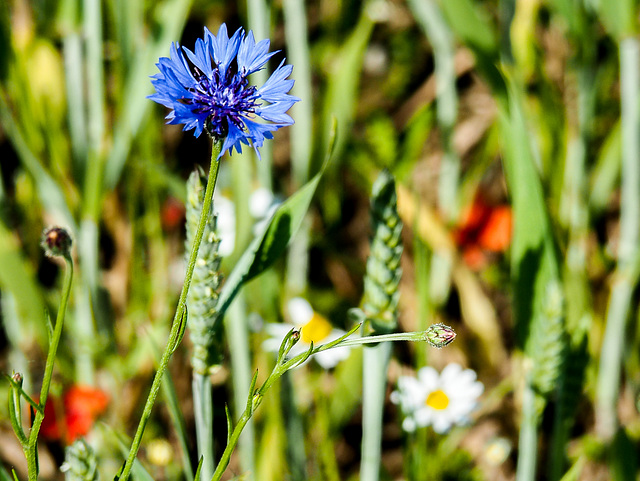 im Frühling