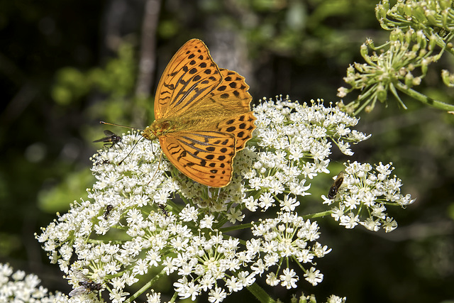 Faune locale.