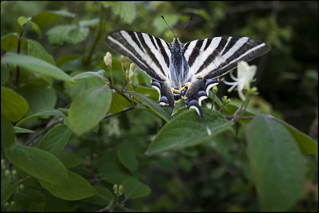 Papallona zebrada