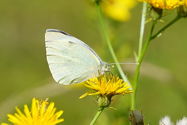 Kleiner Kohlweißling