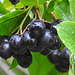 20230807 3455CPw [D~LIP] Apfelbeere (Aronia melanocarpa), BS