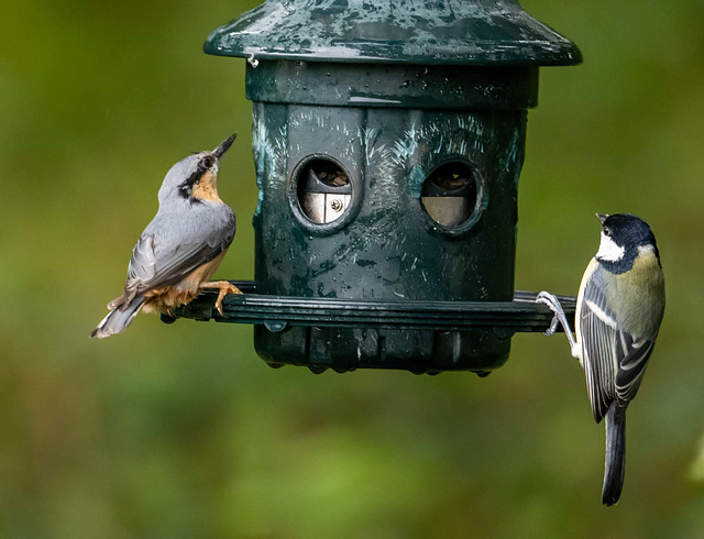 Nuthatch and great tit