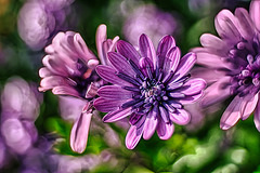 Violette Kapkörbchen (Osteospermum)