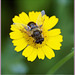 yellow atraction