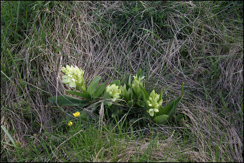 Orchis sureau (3)