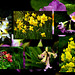 My Garden Flowers + PiP