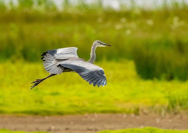 Heron